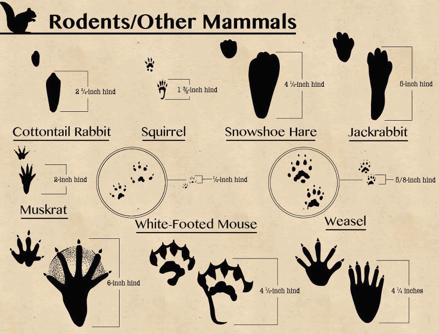 Animal Tracks Identification Chart