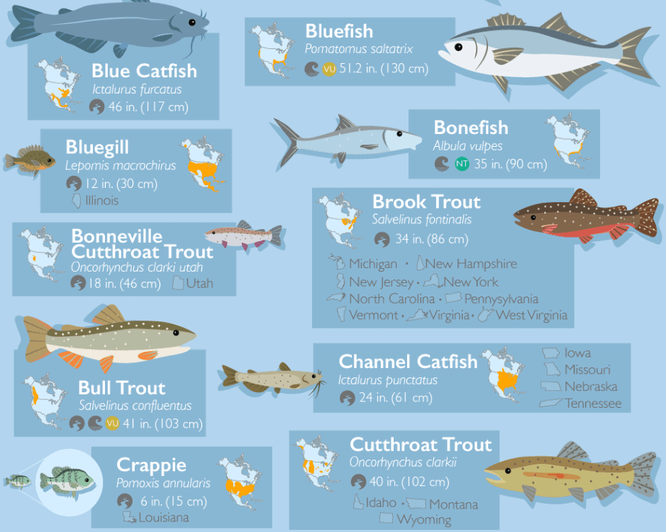 Virginia Saltwater Fish Identification Chart