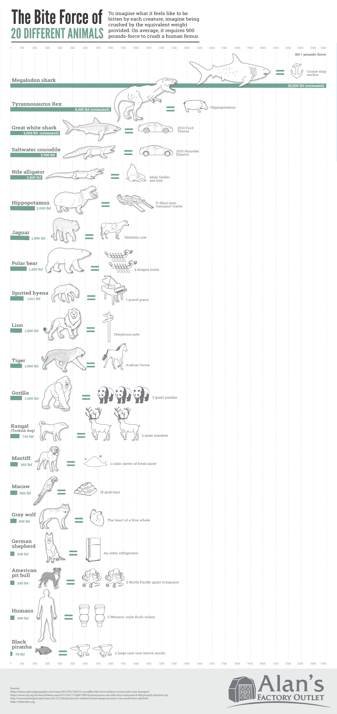The Bite Force of Different Animals - AlansFactoryOutlet.com - Infographic