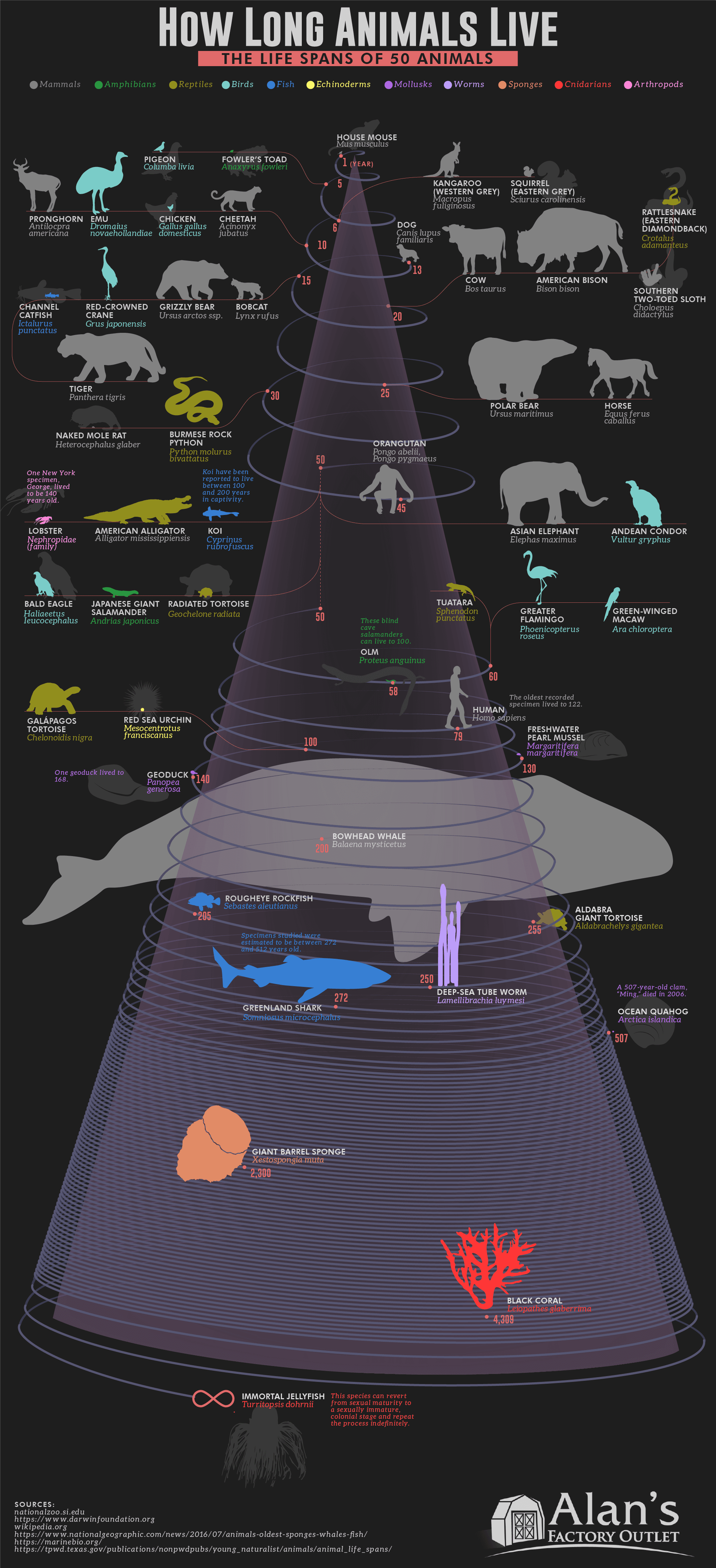 How Long Animals Live: The Life Spans of 50 Animals - AlansFactoryOutlet.com - Infographic